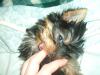 New yorkie...-im000356.jpg