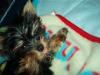 New yorkie...-im000358.jpg
