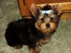 Introducing me and my baby!-yorkie.jpg