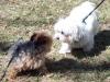 Simon, Hallie and Jeter (our maltese friend)-100_1352.jpg