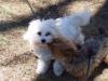 Simon, Hallie and Jeter (our maltese friend)-100_1355.jpg