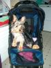 For some reason, people call me spoiled ;)-mystroller.jpg