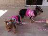 Our local church pet show.....-dresses-010.jpg