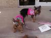 Our local church pet show.....-dresses-011.jpg