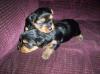 pics of my little sassafrass-4-week-old-puppies-molly.jpg