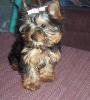 She left her bow in-ollie-14-weeks.jpg