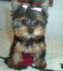 She left her bow in-ollie-13-weeksr.jpg