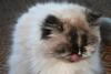 Let's see your tongue pictures!-img_3691-small-.jpg