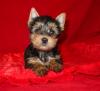 What do you think of this guy?-chachi-8-weeksr.jpg