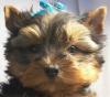 New yorkie coming soon to me!-coc3.jpg