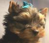 New yorkie coming soon to me!-coco2.jpg