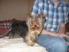 Chloes back from the Groomers!!-chloes-grooming-001.jpg