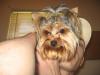 Chloes back from the Groomers!!-chloes-grooming-020.jpg