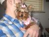 Daisy's day of pampering!-chloes-grooming-006.jpg