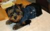 Furry little Molly at 16 weeks today.-sm-denimjacket002.jpg