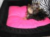 Poopsie, 17 weeks, new bed!-aprils-n-jeremy-l-b-day-029.jpg