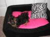 Poopsie, 17 weeks, new bed!-aprils-n-jeremy-l-b-day-025.jpg
