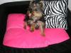 Poopsie, 17 weeks, new bed!-aprils-n-jeremy-l-b-day-030.jpg
