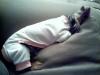 Do they all sleep like this...-36769039d1b0.jpg