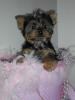 Our New Baby Girl - It's a Yorkie!-resized_kelsey-002.jpg