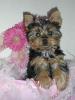 Our New Baby Girl - It's a Yorkie!-resized_kelsey-009.jpg