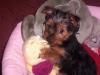 My New Baby Girl-gypsy-rose-008.jpg
