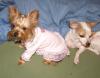 Chloe is ready for bed in her new nightgown-chloenightgown.jpg