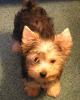 Here's KimMee's Sista-  Miss No Name-nc-yorkie-meetup-gracie-018.jpg