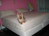 Rambo and his king bed..lol-dupbed.jpg
