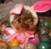 Cricket wants to say...-easter-cricket.jpg