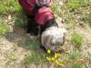 Sophie in her Easter dress-album-8-350-320-x-240-.jpg