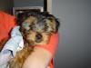 post your yorkies info!-dsc00658.jpg