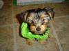 post your yorkies info!-dsc00622.jpg