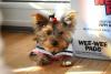 Mini the Sailor pup?-newmini1-285-medium-.jpg
