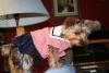 Mini the Sailor pup?-newmini1-300-medium-.jpg