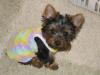 post your yorkies info!-bellatyedye2005-04-20.jpg