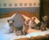 the gang of yorkies-eallonbed.jpg