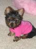 post your yorkies info!-bella2005-04-12.jpg