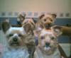 the gang of yorkies-all4close.jpg