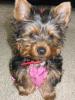 post your yorkies info!-bella05-09-05.jpg