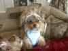 post your yorkies info!-buddha505.jpg