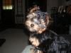 post your yorkies info!-gracie-info2.jpg