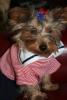 Mini the Sailor pup?-newmini1-260-small-.jpg