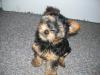 post your yorkies info!-contests.jpg