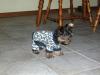 post your yorkies info!-outfit.jpg