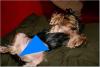 Puppy Porn!-bunjee22.jpg