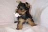 post your yorkies info!-lexie010.jpg