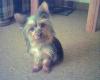 post your yorkies info!-tommy16-adj.jpg