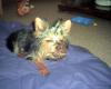 post your yorkies info!-tommy-funny...adj.jpg