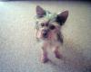 post your yorkies info!-tommy-15-adj.jpg